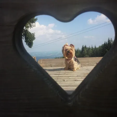 Wald-panorama-zimmer