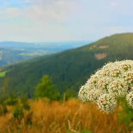 Wald-panorama-zimmer