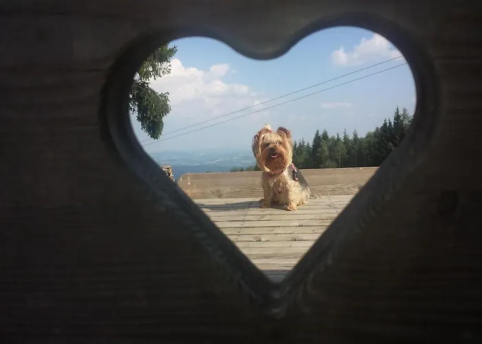 Wald-panorama-zimmer