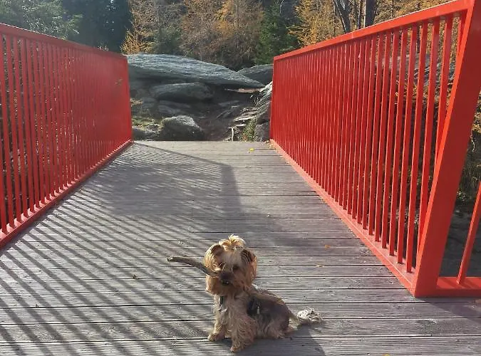 Wald-panorama-zimmer