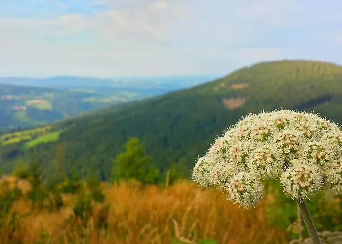 Wald-panorama-zimmer